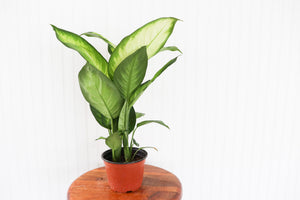 6" Dieffenbachia Maui Wowie