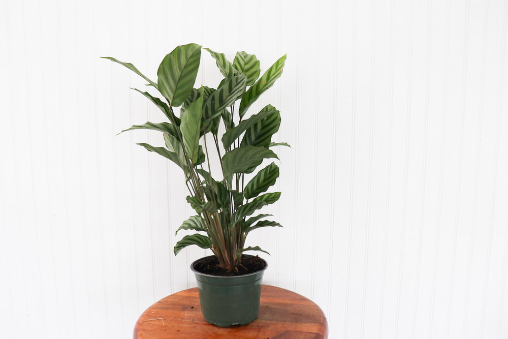 6" Calathea Zebrina AR