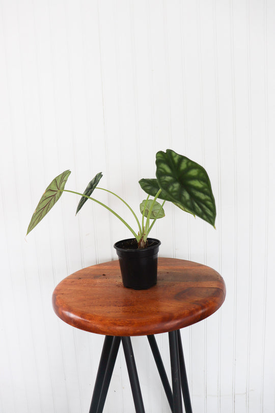 4" Alocasia Dragon Scale
