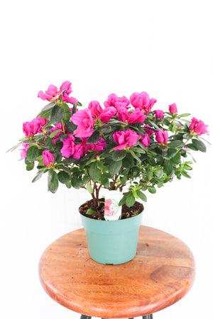 6" Azalea Bush (Assorted)