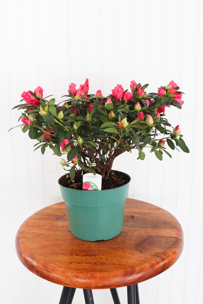 6" Azalea Bush (Assorted)