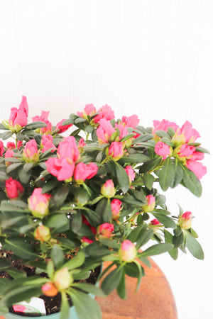 6" Azalea Bush (Assorted)