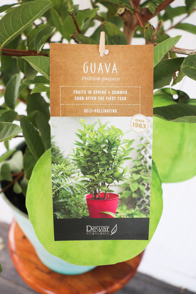 
            
                Load image into Gallery viewer, 2.25G Guava
            
        