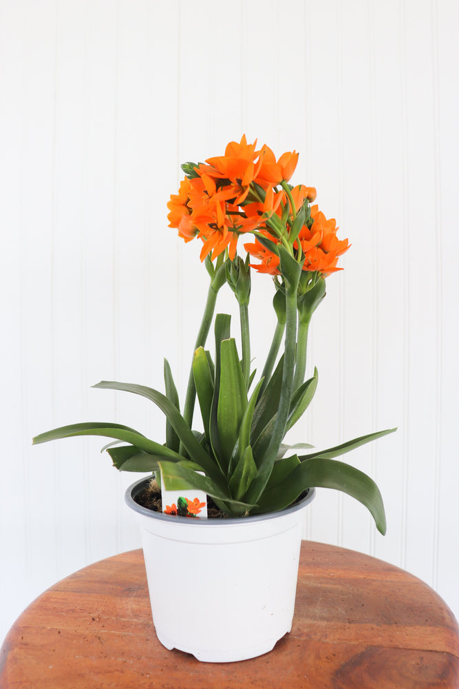 6" Sun Star Ornithogalum