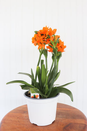 6" Sun Star Ornithogalum