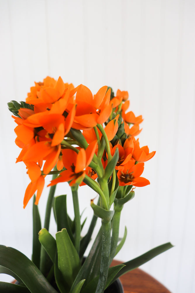 6" Sun Star Ornithogalum