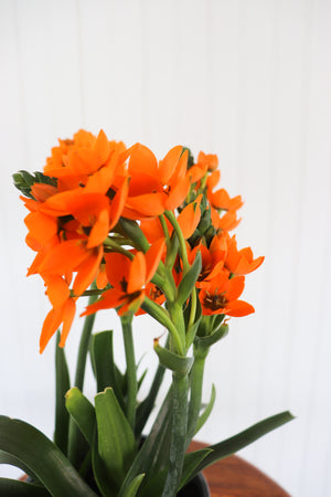 6" Sun Star Ornithogalum