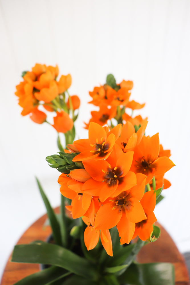 6" Sun Star Ornithogalum