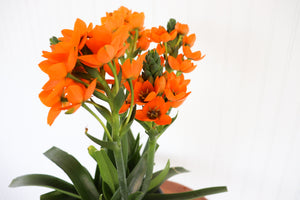 6" Sun Star Ornithogalum