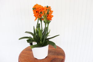 6" Sun Star Ornithogalum