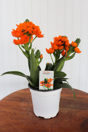 4" Sun Star Ornithogalum
