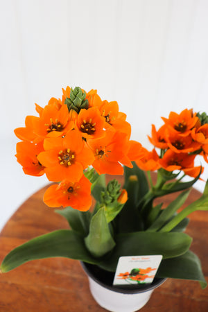 4" Sun Star Ornithogalum