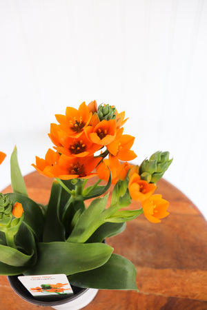 4" Sun Star Ornithogalum