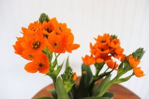 4" Sun Star Ornithogalum