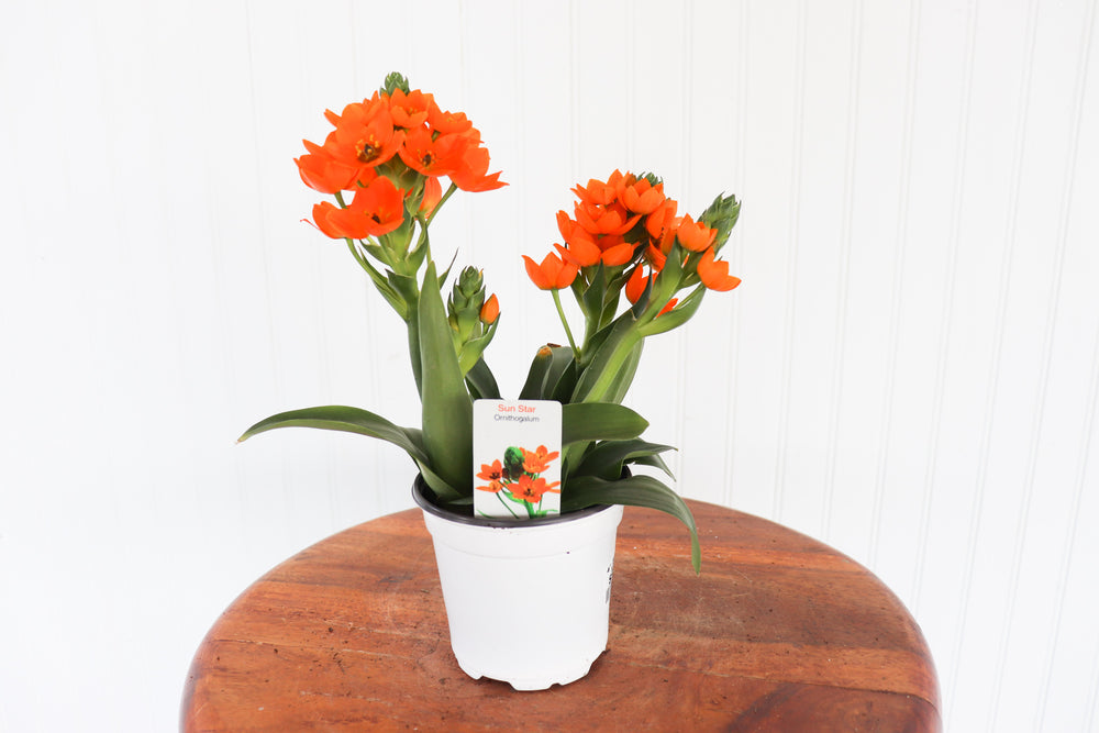 4" Sun Star Ornithogalum