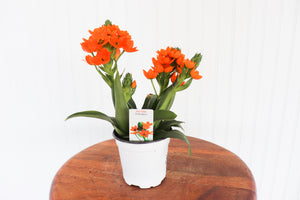 4" Sun Star Ornithogalum