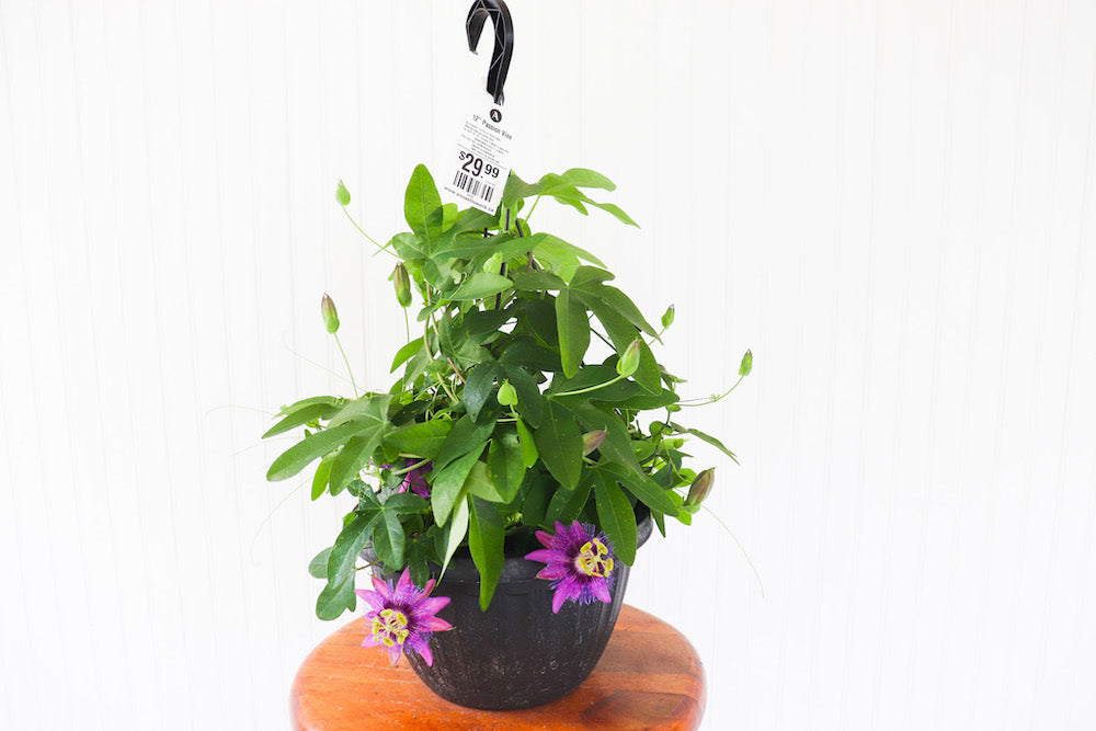 12" Tropical Passion Vine