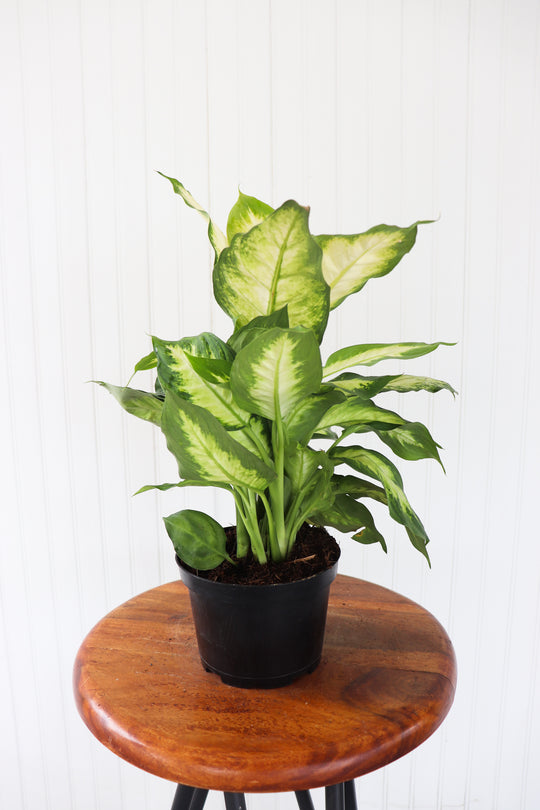6" Dieffenbachia Camille