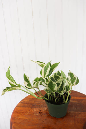 
            
                Load image into Gallery viewer, 4&amp;quot; Pothos and Joy
            
        