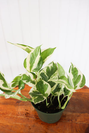
            
                Load image into Gallery viewer, 4&amp;quot; Pothos and Joy
            
        