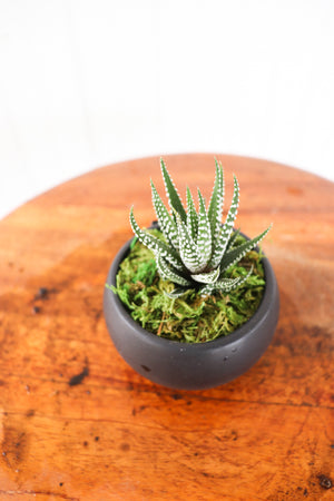 LiveTrends: Urban Life Succulent (Multiple Styles)