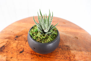 LiveTrends: Urban Life Succulent (Multiple Styles)
