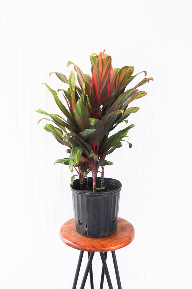 10” Cordyline Harlequin