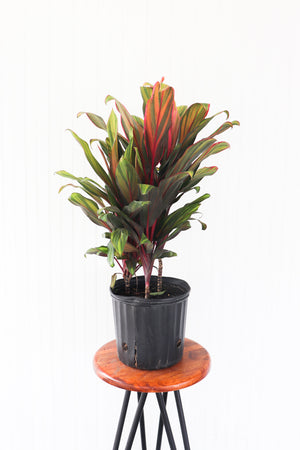 10” Cordyline Harlequin