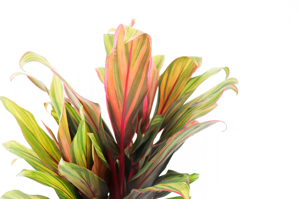 10” Cordyline Harlequin