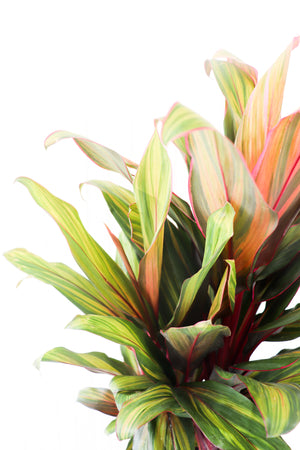 10” Cordyline Harlequin