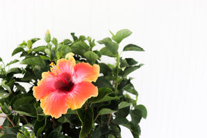 10" Hollywood Hibiscus Tri-colour Bush