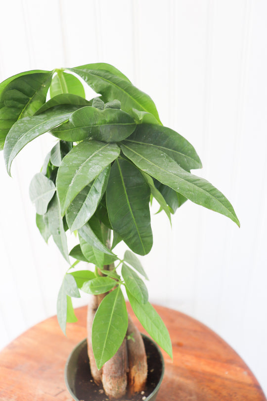 4" Pachira Aquatica 'Money Tree'