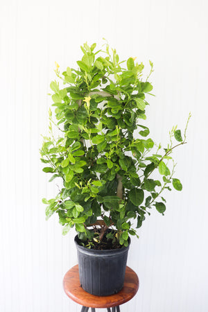 10" Mandevilla 3G (Multiple Colours) - Hundred Acre Wood School
