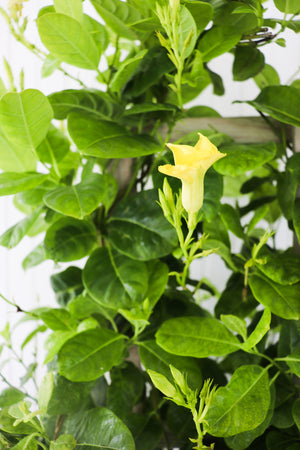 10" Mandevilla 3G (Multiple Colours) - Hundred Acre Wood School