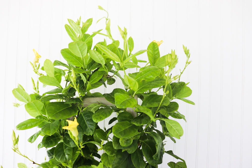 10" Mandevilla 3G (Multiple Colours) - Hundred Acre Wood School