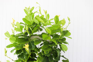 10" Mandevilla 3G (Multiple Colours) - Hundred Acre Wood School
