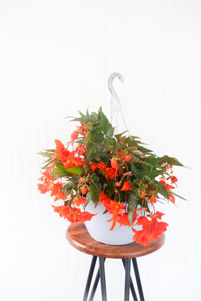 11" Encanto Begonia (Multiple Colours)