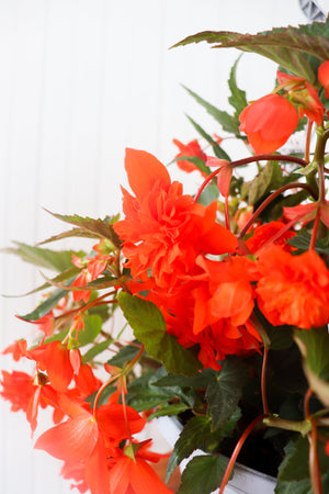 11" Encanto Begonia (Multiple Colours)