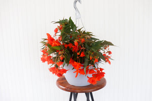 11" Encanto Begonia (Multiple Colours)