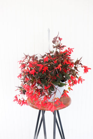 11" Encanto Begonia (Multiple Colours)