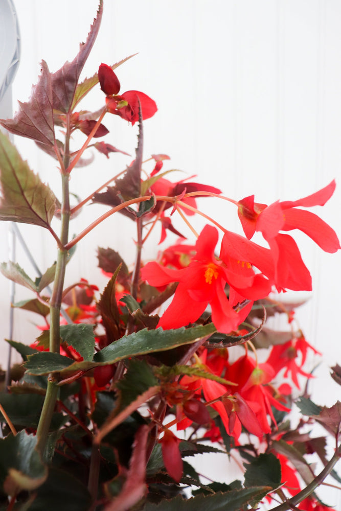 11" Encanto Begonia (Multiple Colours)