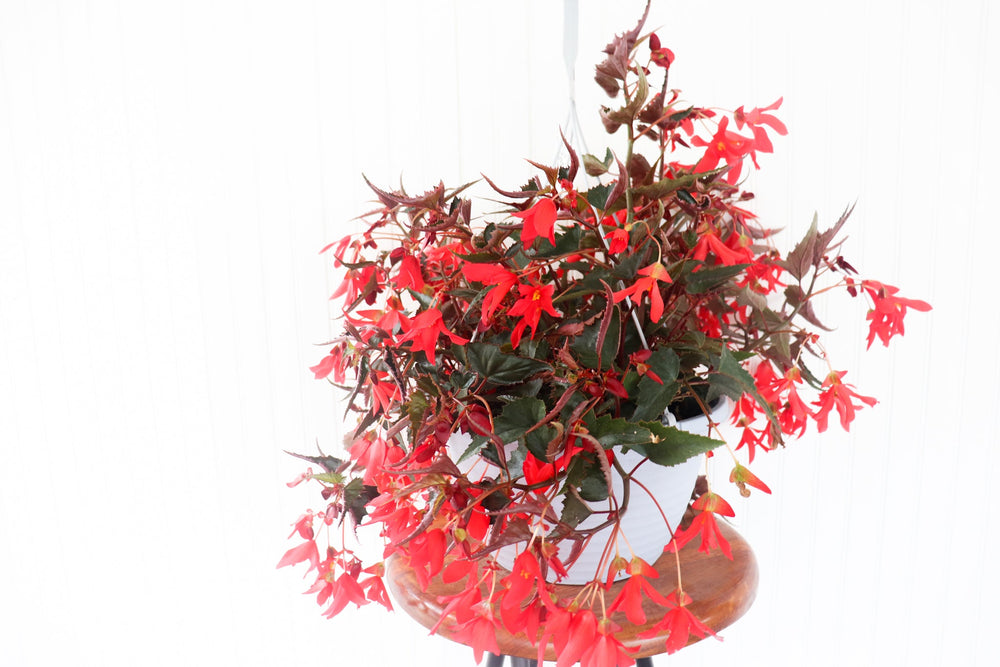 11" Encanto Begonia (Multiple Colours)