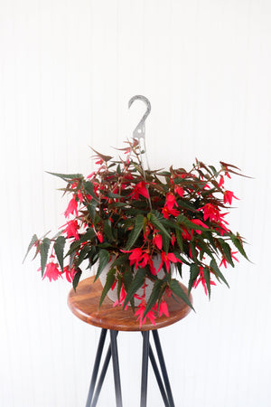 11" Encanto Begonia (Multiple Colours)