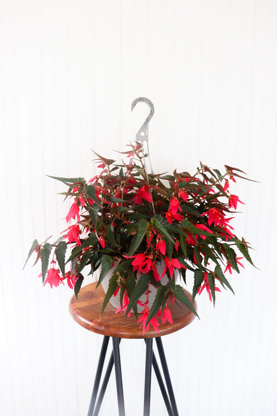 11" Encanto Begonia (Multiple Colours)