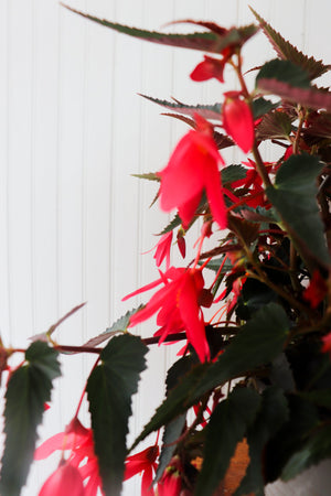 11" Encanto Begonia (Multiple Colours)