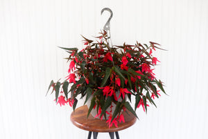11" Encanto Begonia (Multiple Colours)