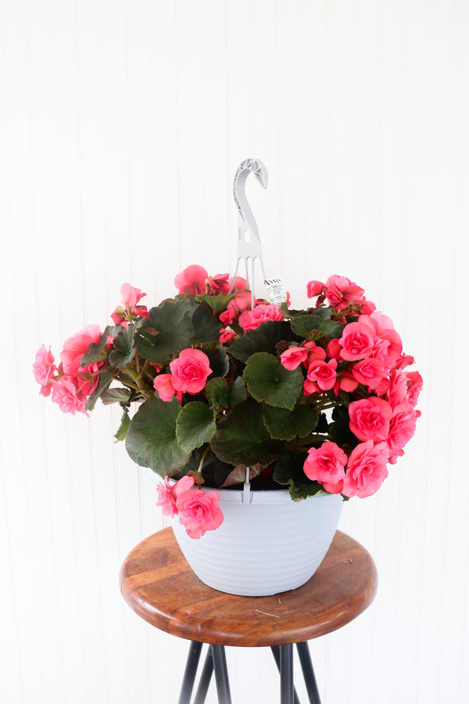 12” Rieger Begonia Hanging Basket (Multiple Colours)