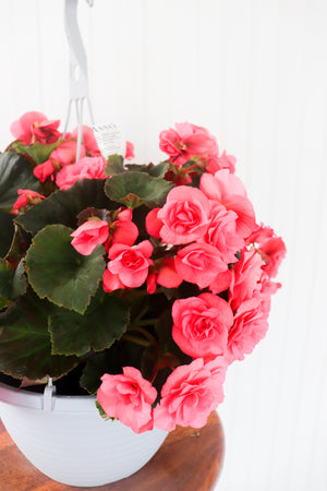 12” Rieger Begonia Hanging Basket (Multiple Colours)