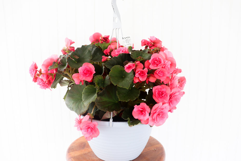 12” Rieger Begonia Hanging Basket (Multiple Colours)