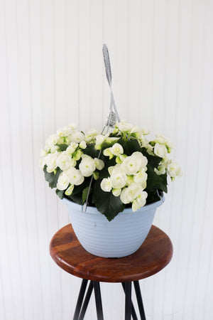 12” Rieger Begonia Hanging Basket (Multiple Colours)